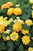 LANTANA LUCKY COMPACT PEACH