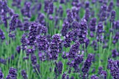 LAVANDULA AROMATICO BLUE