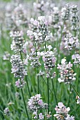 LAVANDULA AROMATICO SILVER