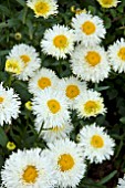 LEUCANTHEMUM REAL GALAXY