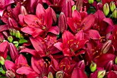 LILIUM BURGUNDY JOY