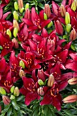 LILIUM RED JOY