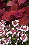 COLEUS REDHEAD AND NEMESIA RASPBERRIES & CREAM