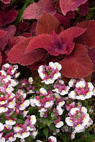 COLEUS_REDHEAD_AND_NEMESIA_RASPBERRIES__CREAM