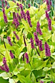 PERSICARIA GOLDEN ARROW