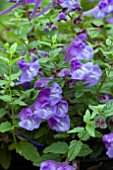 SCUTELLARIA SEOUL SAPPHIRE