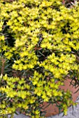 SEDUM HAKONENSE CHOCOLATE BALL