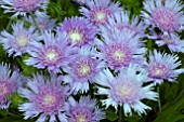 STOKESIA BLUE STAR