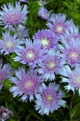 STOKESIA BLUE STAR