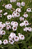 VERBENA RIGIDA POLARIS