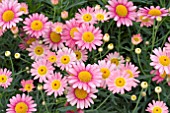 ARGYRANTHEMUM MOLIMBA WATERMELON