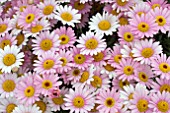 ARGYRANTHEMUM MOLIMBA ROSE