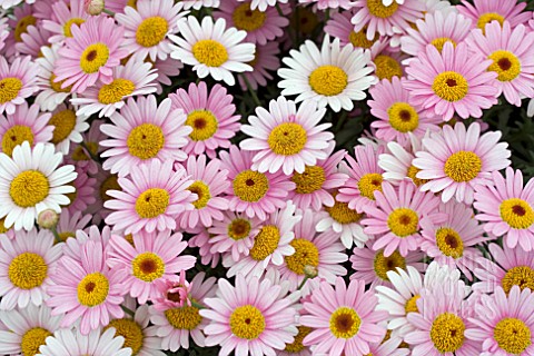 ARGYRANTHEMUM_MOLIMBA_ROSE