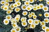 ARGYRANTHEMUM MOLIMBA YELLOW