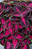 COLEUS CHOCOLATE COVERED CHERRY