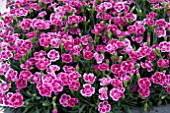 DIANTHUS PINK KISSES