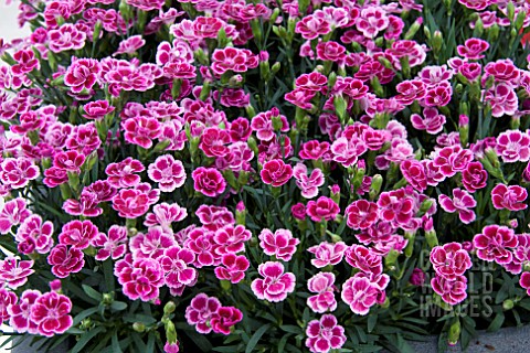 DIANTHUS_PINK_KISSES