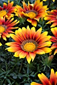 GAZANIA GIANT GOLD BRONZE