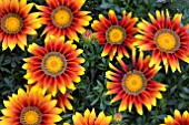 GAZANIA GIANT GOLD BRONZE