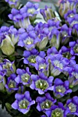 GENTIANA ROCKY DIAMOND BLUE HEAT