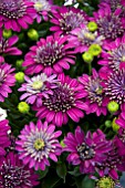 OSTEOPSERMUM FLOWER POWER DOUBLE PURPLE EXPLOSION