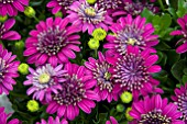 OSTEOSPERMUM FLOWER POWER DOUBLE PURPLE EXPLOSION