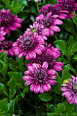 OSTEOSPERMUM FLOWER POWER DOUBLE PURPLE