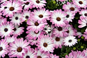 OSTEOSPERMUM FLOWER POWER PINK WITH EYE