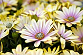 OSTEOSPERMUM FLOWER POWER SHADOW LEMON