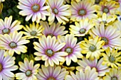 OSTEOSPERMUM FLOWER POWER SHADOW LEMON