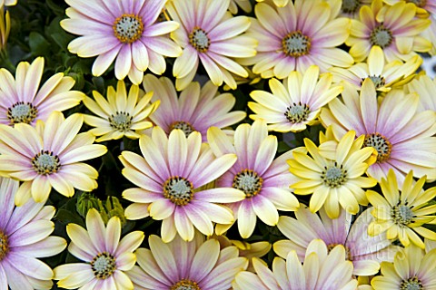 OSTEOSPERMUM_FLOWER_POWER_SHADOW_LEMON