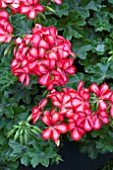 PELARGONIUM TOSCANA VILLETTA RED WHITE