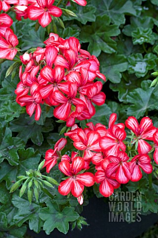 PELARGONIUM_TOSCANA_VILLETTA_RED_WHITE