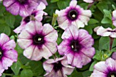 PETUNIA CRAZYTUNIA TWILIGHT BLUE