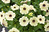 PETUNIA CRAZYTUNIA TWILIGHT LIME