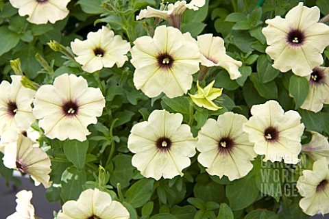 PETUNIA_CRAZYTUNIA_TWILIGHT_LIME