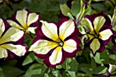 PETUNIA CRAZYTUNIA TWILIGHT STAR JUBILEE