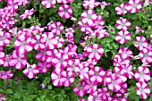 PETUNIA MINI BLAST ROSE