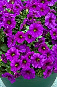 PETUNIA PATCHOA SUPERCAL BLUE