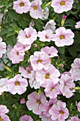 PETUNIA PATCHOA SUPERCAL BLUSHING PINK