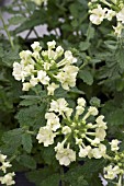 VERBENA LANAI LIME GREEN