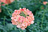 VERBENA LANAI PEACH IMPROVED