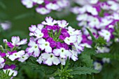 VERBENA LANAI TWISTER BLUE