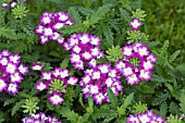 VERBENA AZTEC PURPLE EYE