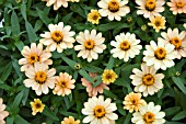 ZINNIA PROFUSION APRICOT