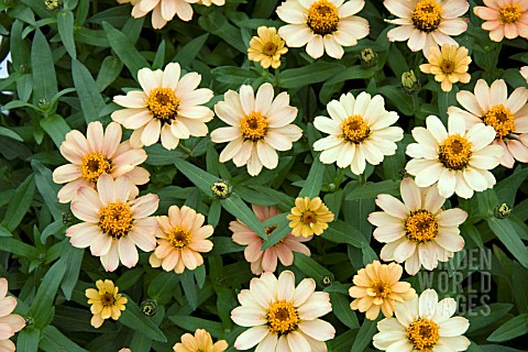 ZINNIA_PROFUSION_APRICOT