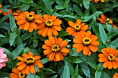 ZINNIA PROFUSION FIRE