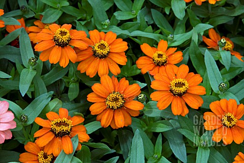 ZINNIA_PROFUSION_FIRE