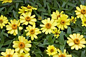 ZINNIA PROFUSION YELLOW