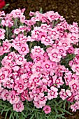 DIANTHUS PIXIE STAR